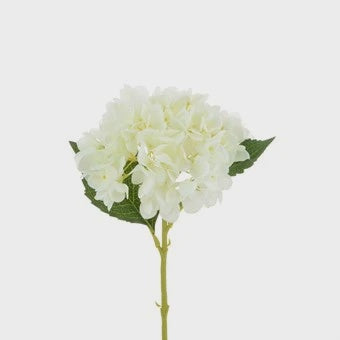 Hydrangea Stem White